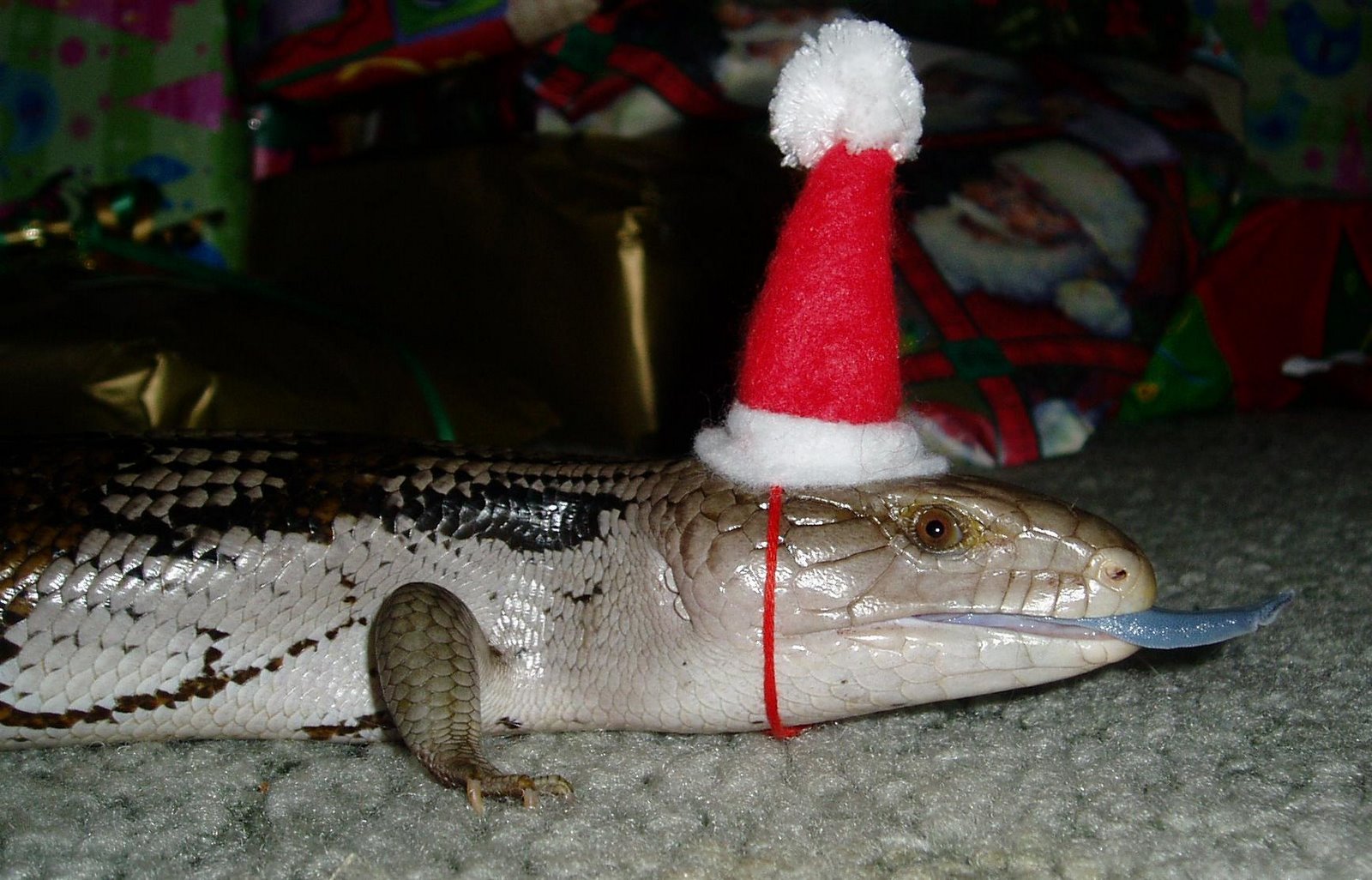 [lizards+in+santa+hat.JPG]