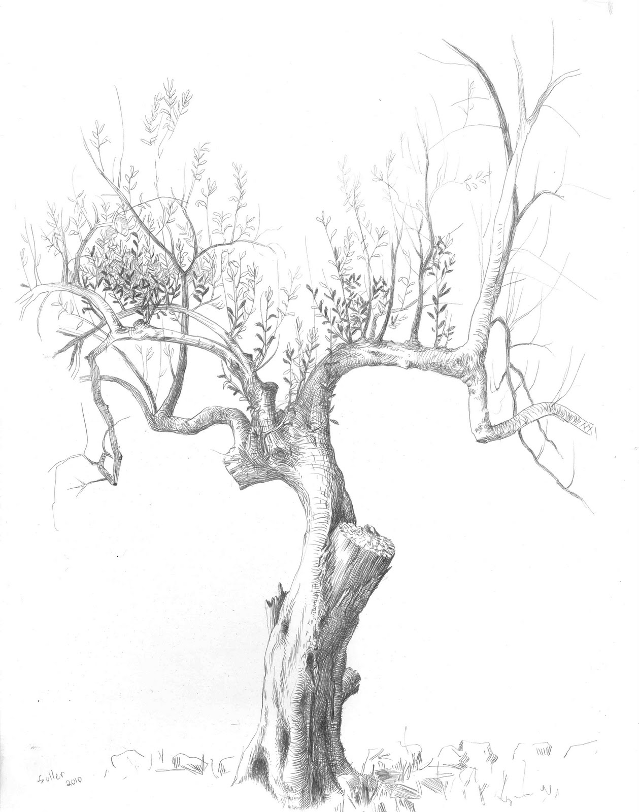 Olive Tree Drawing