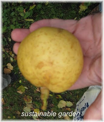 nashi pear tree
