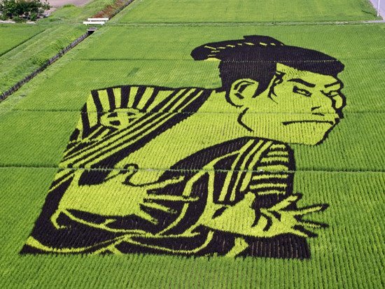 [paddy_field_art_drawing__5_.jpg]