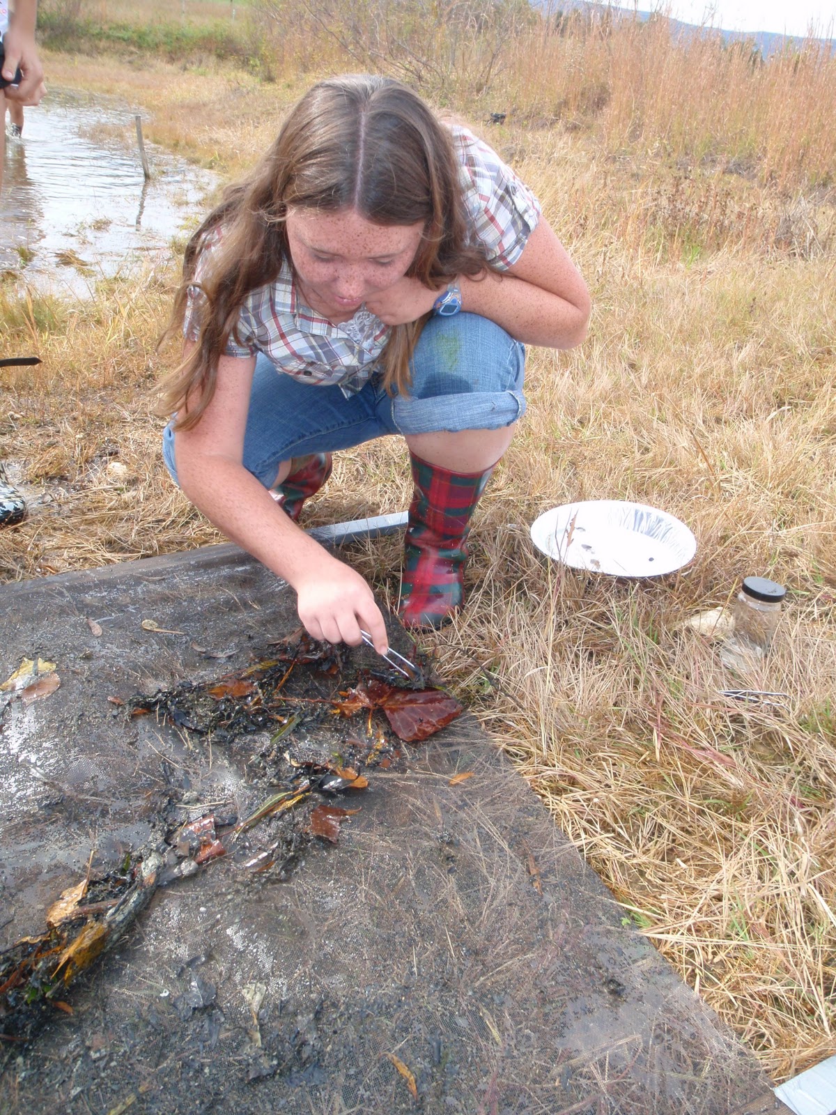 Live+dragonfly+larvae+for+sale