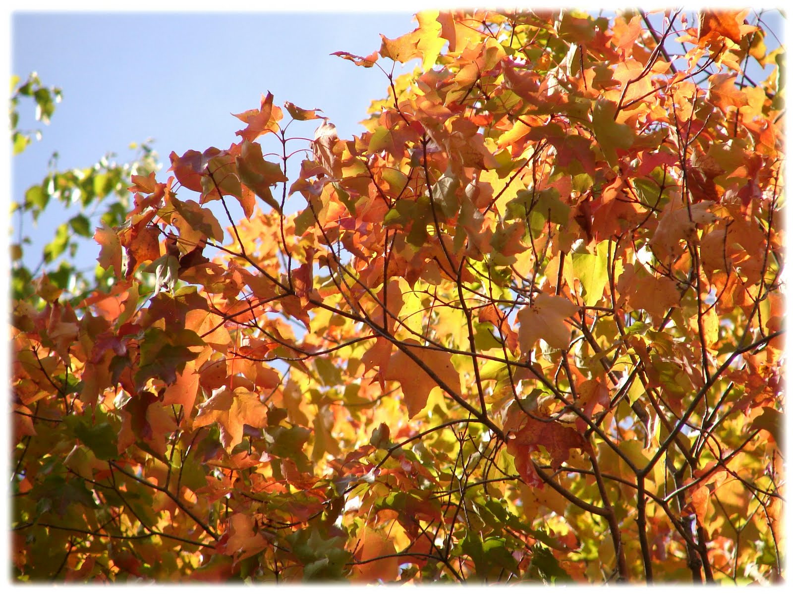 [Maple+Tree4.JPG]