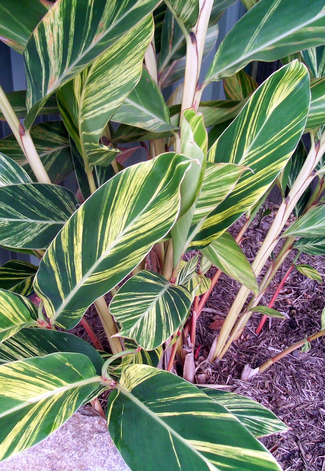 Joey's Place Variegated Shell Ginger plant
