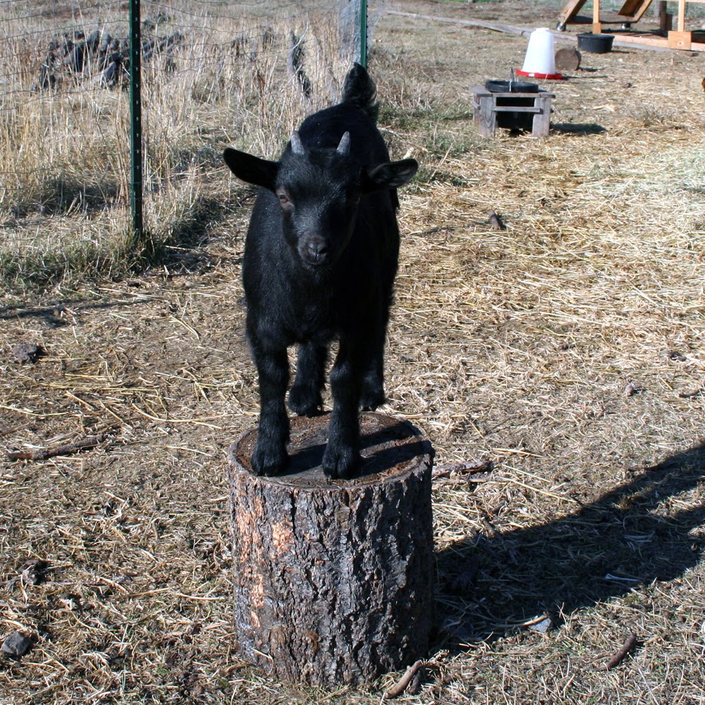 [goats+2129.JPG]