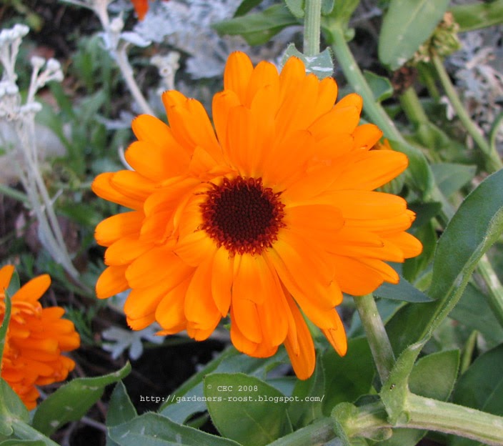 Gardener's Roost CALENDULA COLORS