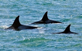 Punta Norte, Orcas,