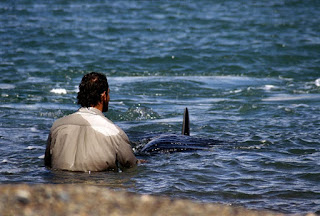 Beto Bubas orcas