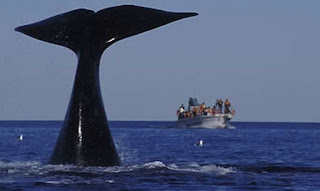 whale watching Season in Peninsula Valdes Patagonia