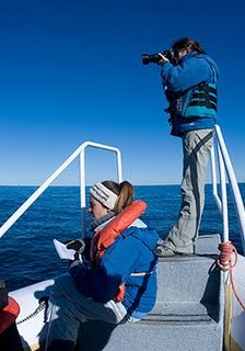 Right whale photo-identification project