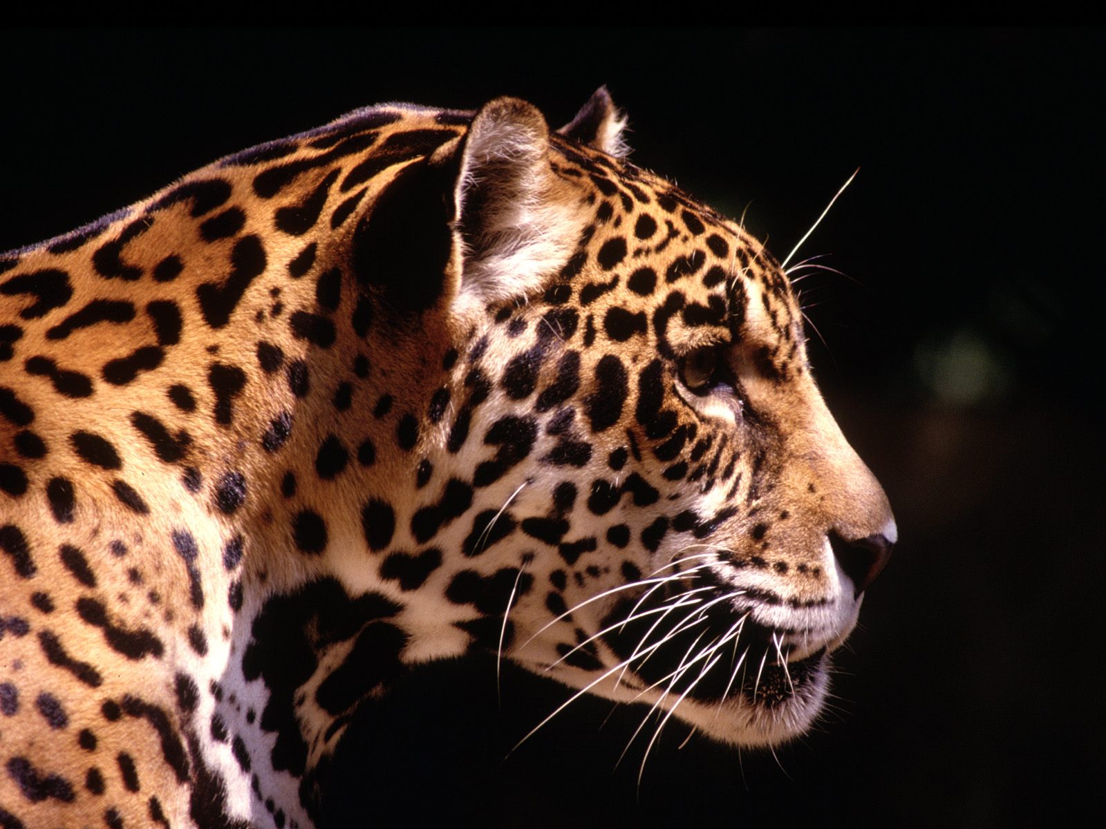 TipTop 3D & HD Wallpapers Collection: Leopards Wallpapers