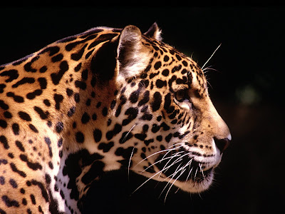 TipTop 3D & HD Wallpapers Collection: Leopards Wallpapers
