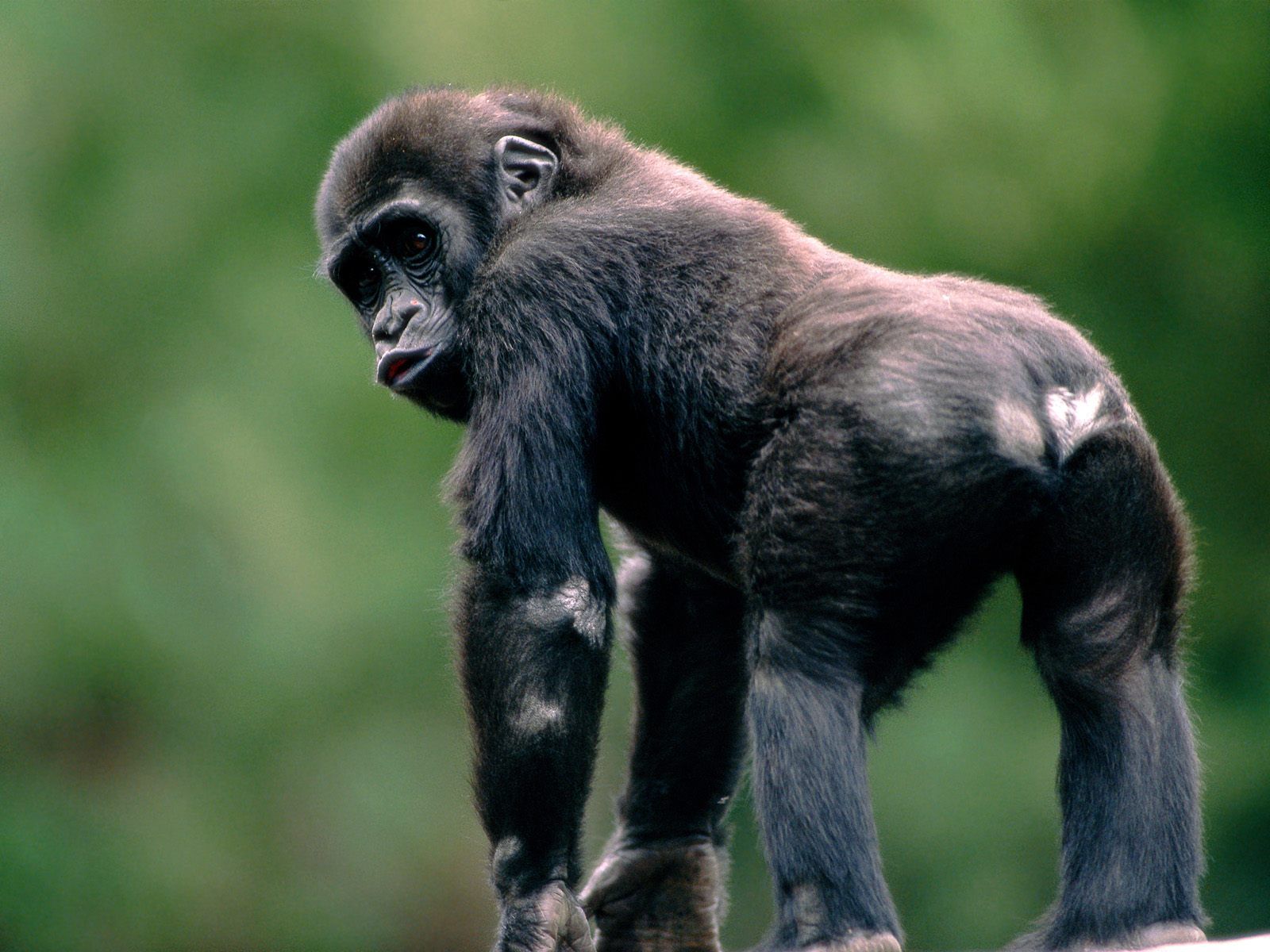 TipTop 3D & HD Wallpapers Collection: Monkey Wallpapers