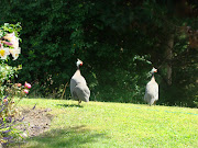Chook friends