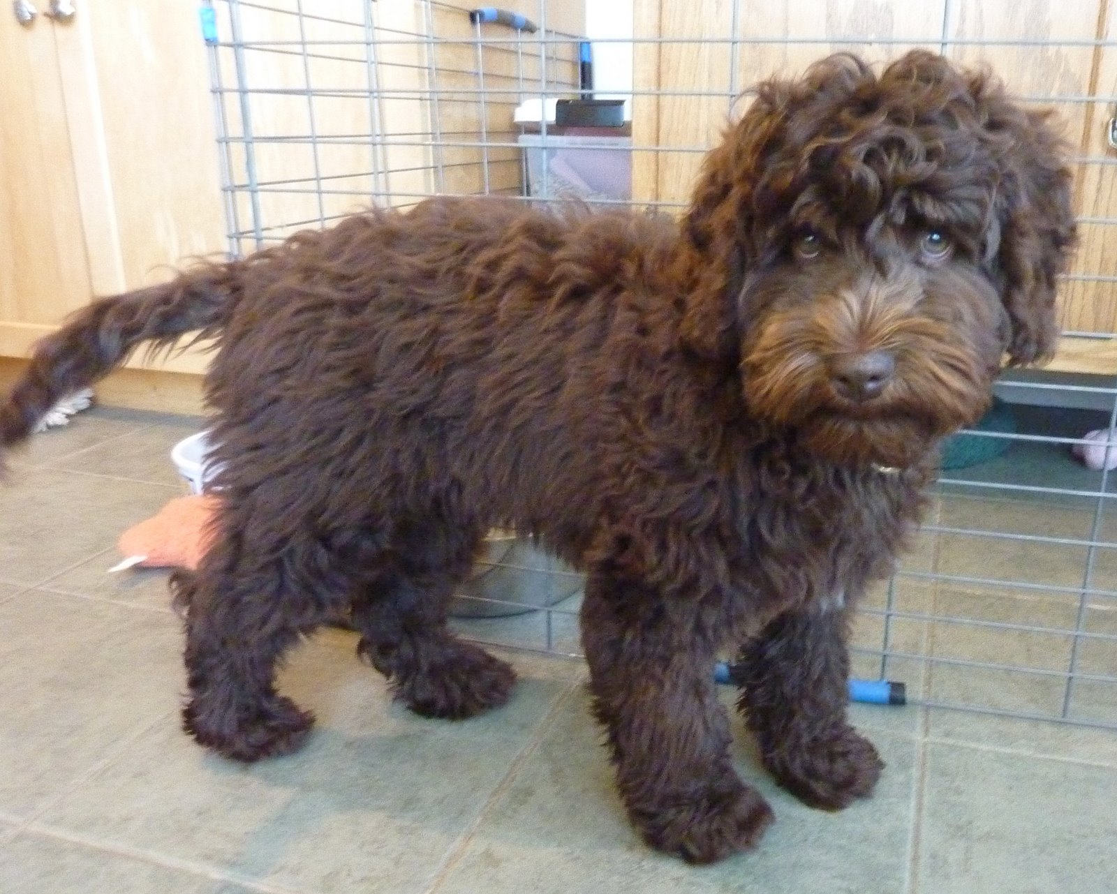 Golden Gate Labradoodles Authentic Australian Labradoodles Chocolate