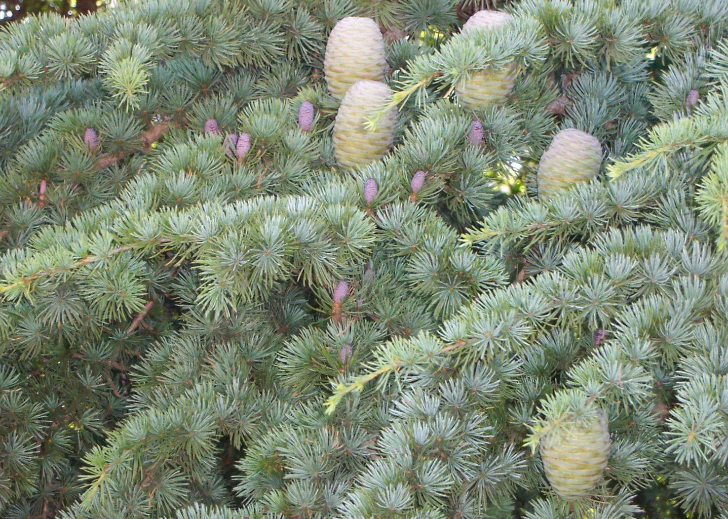 cedrus atlantica bark