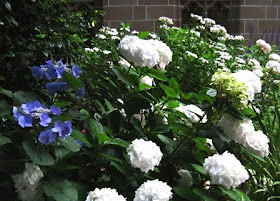 Hortensia Hydrangea Stock Photos Hortensia Hydrangea Stock