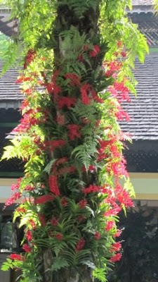 Flowers in Singapore: Flowers in the Singapore Botanic Gardens