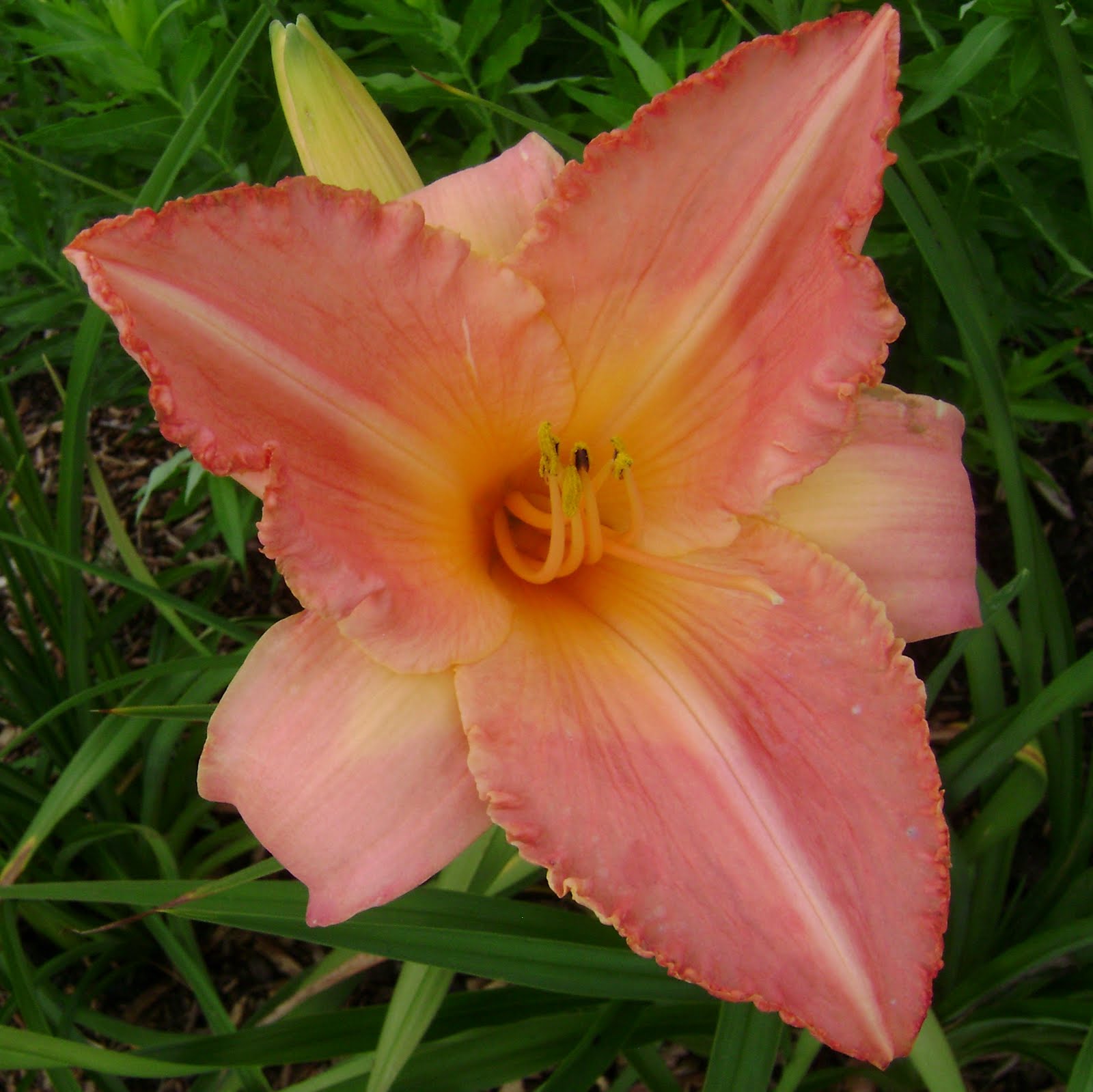 Prairie Rose's Garden LilyLaPalooza