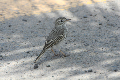 Berthelot's Pipit