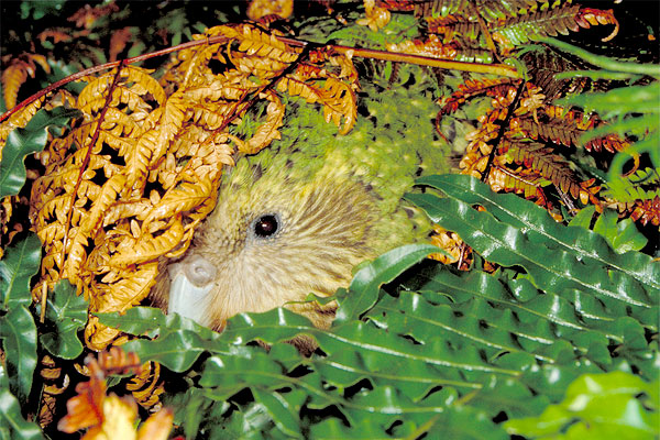 Widening Circle: The kakapo