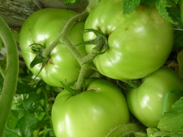 [green+tomatoes.JPG]