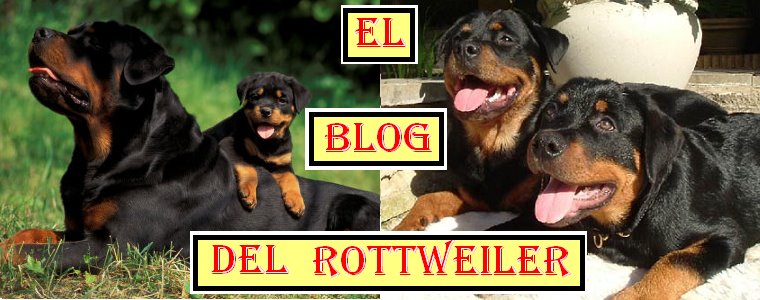 Rottweiler