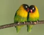 love birds