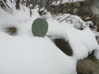 neige cactus