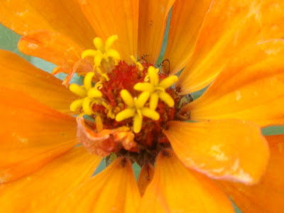 fleur orange
