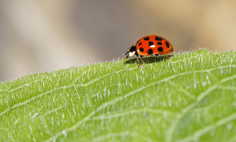 ladybird