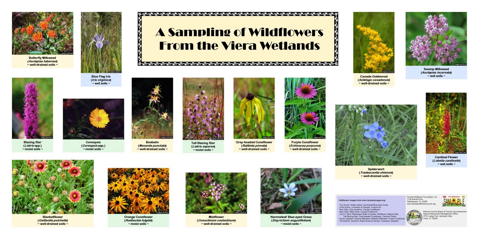 Space Coast Wildflowers Viera Wetlands Wildflower Posters