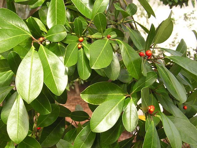 Bay Friendly Landscaping Spring S Early Arrival