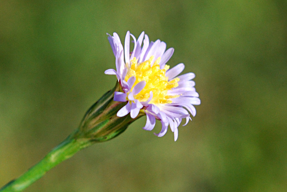 Space Coast Wildflowers Satellite Beach Post Office Swales, Nov. 30