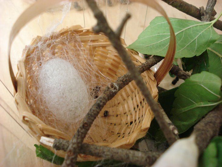 silkworms making cocoons