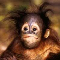 I like monkeys!