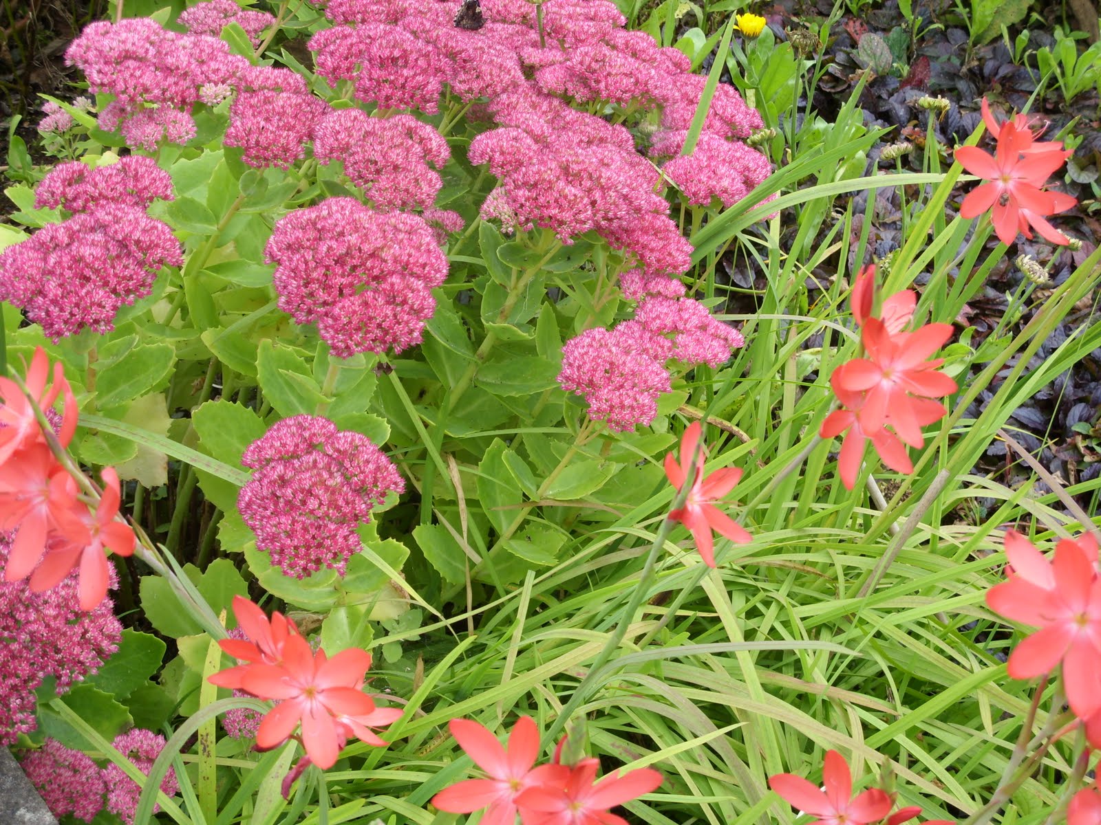 Kelli's Northern Ireland Garden Autumn Colour perennials n shrubs