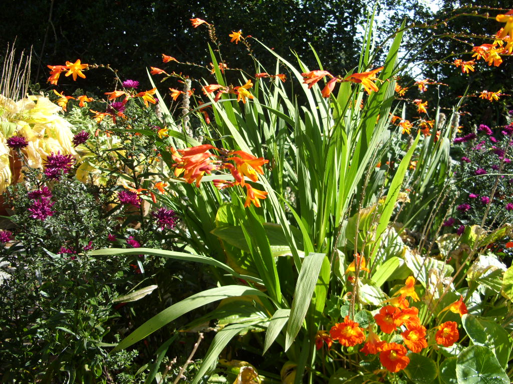 Kelli's Northern Ireland Garden Crocosmia flowers reproduce like rabbits