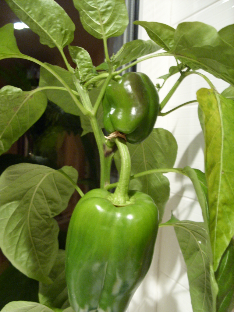 Kelli's Northern Ireland Garden Pepper Harvest & Edible Flowers
