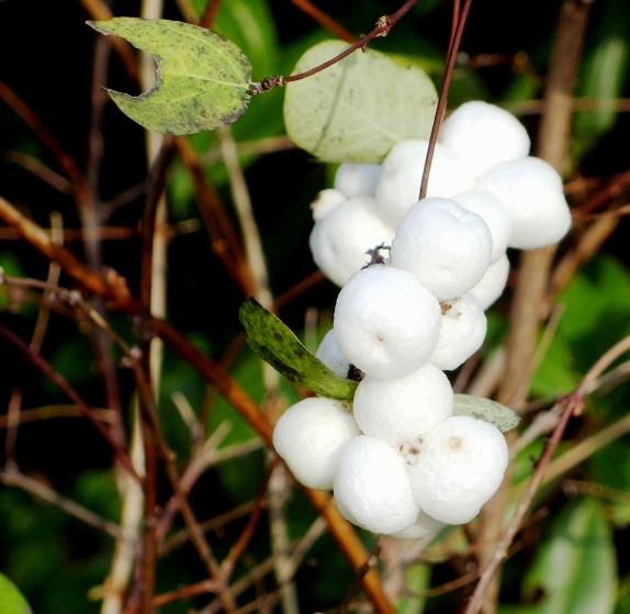Kelli's Northern Ireland Garden Have a berrytastic Thanksgiving!