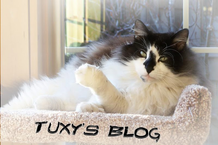 Tuxy's blog