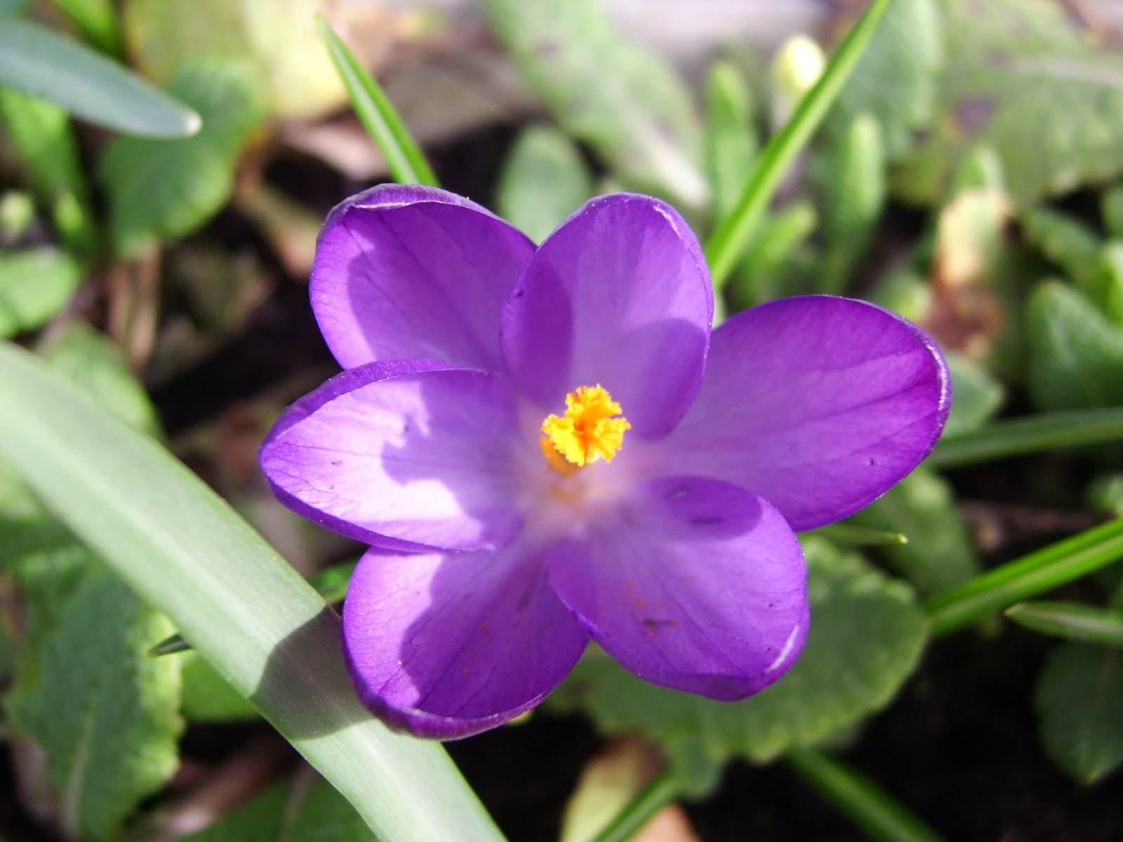 [crocus2.JPG]