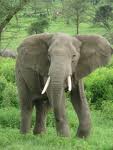 Ini Gajah