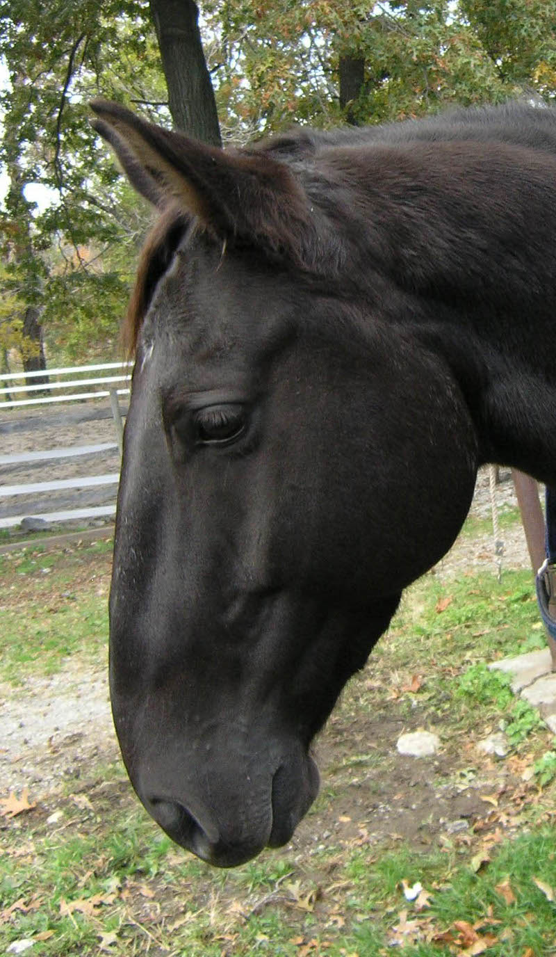 Roman Nose Horse