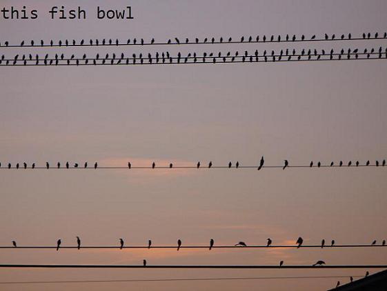 THIS FISH BOWL