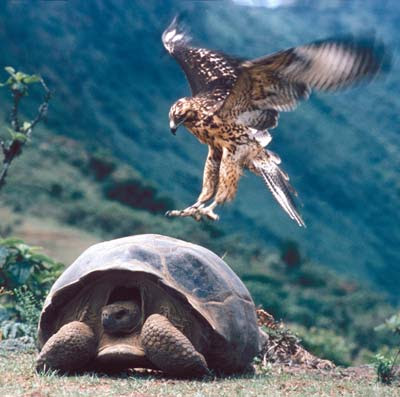 The Galapagos Archipelago