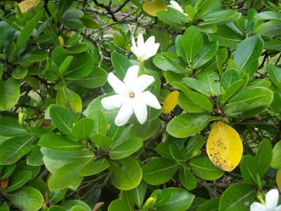 STYLE PACIFICA: FLOWERS OF POLYNESIA-PUA-TIARE