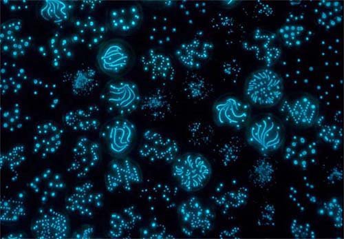 Bioluminescent Splash