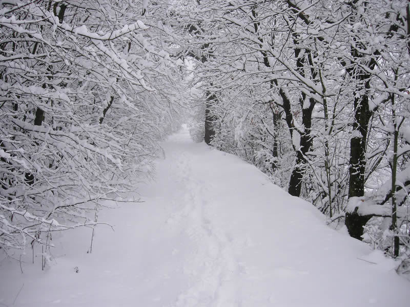 [Neve.jpg]