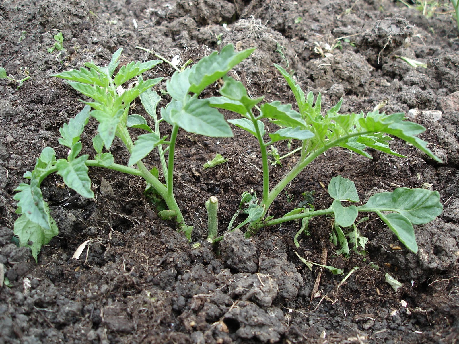 Down on the Allotment It�s Springtime for Ladybirds!