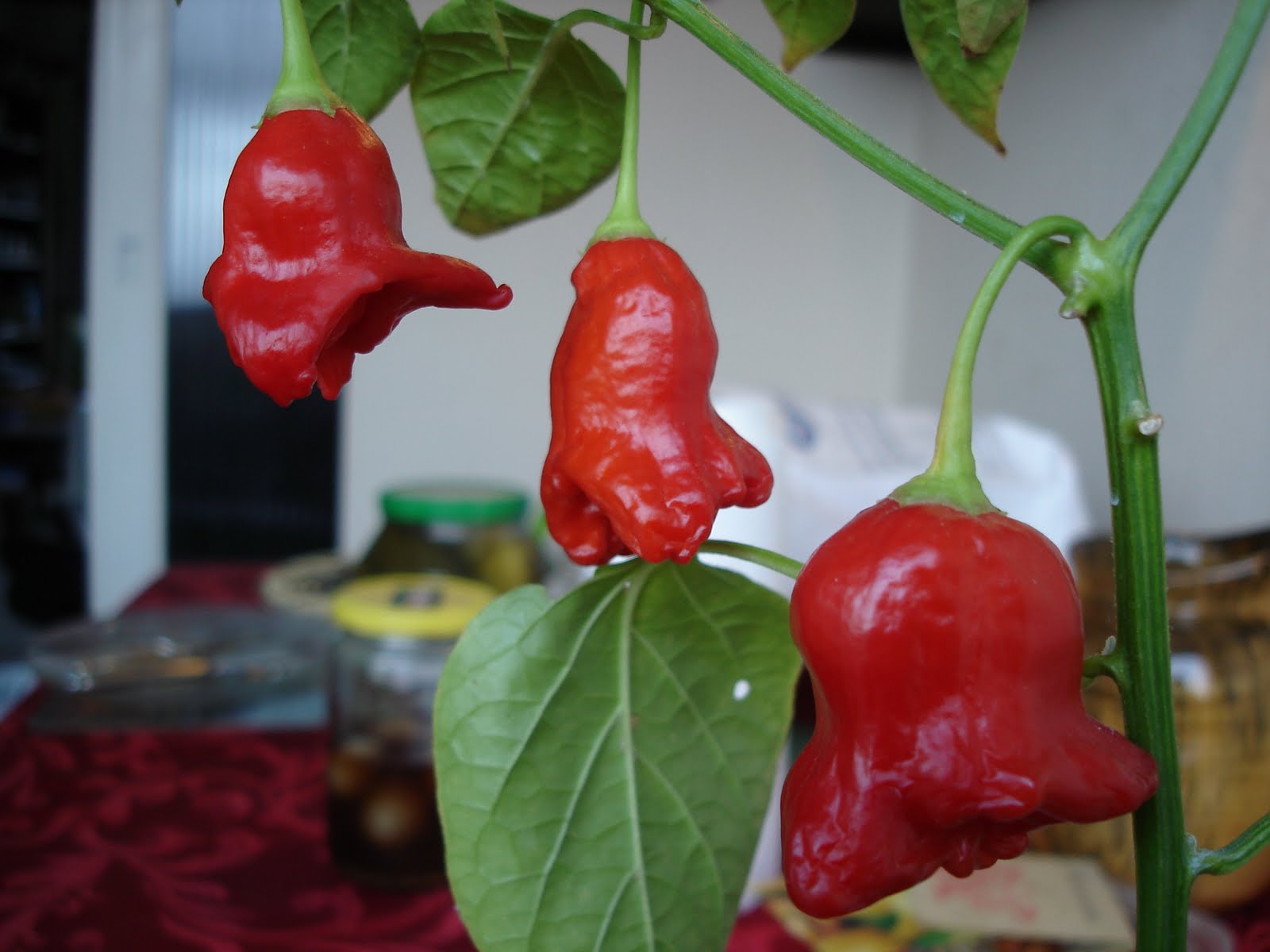 Down on the Allotment Kiss Chilli